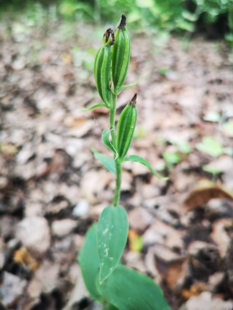 Cephalanthera damasonium - 13 Giugno 2023