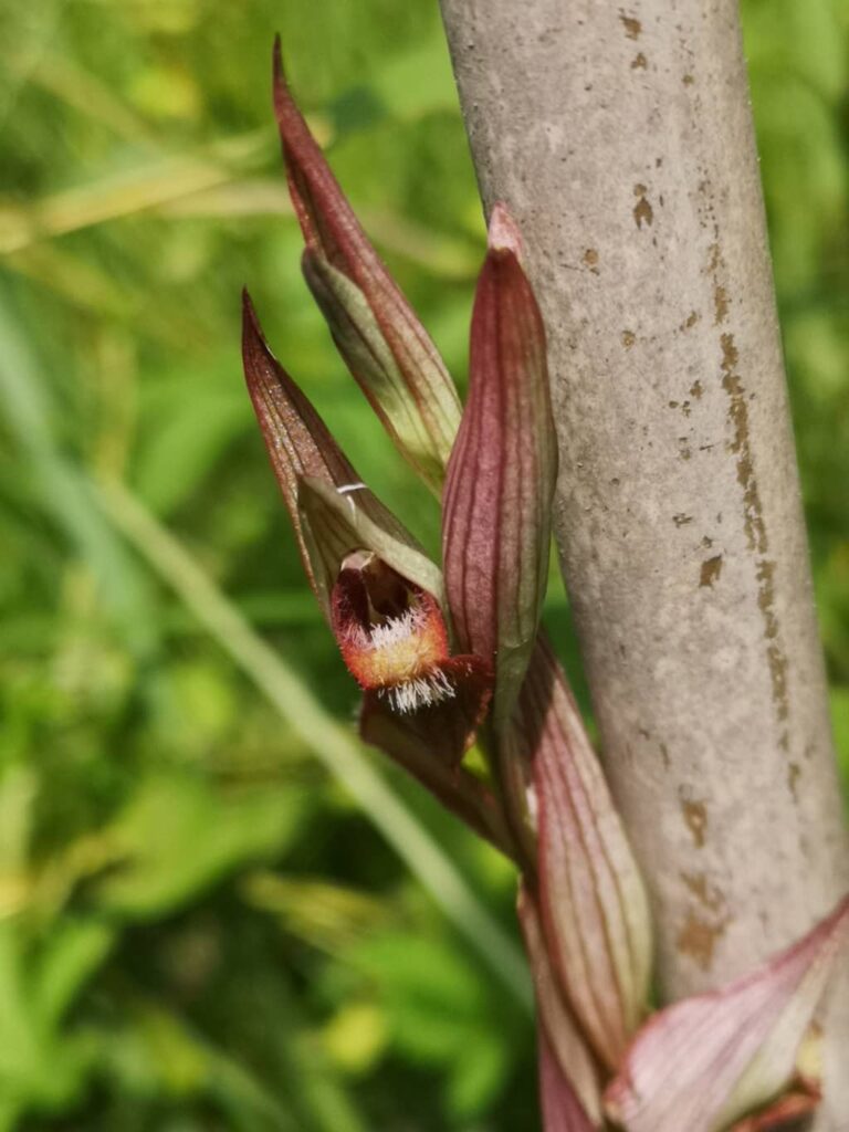 Serapias vomeracea - 22 Maggio 2022