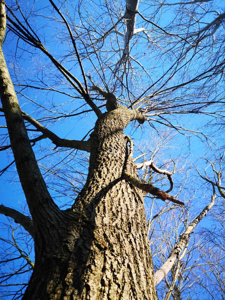 Ulmus minor. Fronda invernale - 28 Gennaio 2024