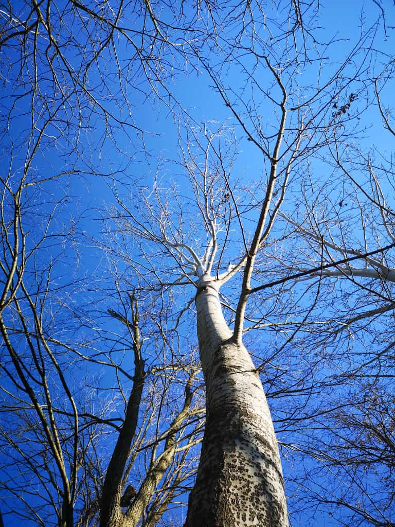 Populus alba. Fronda invernale - 28 Gennaio 2024