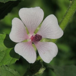 Althaea officinalis - 07 Settembre 2014