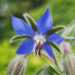 Borago officinalis - 13 Luglio 2020