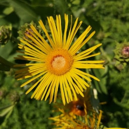 Inula helenium - 26 Giugno 2020