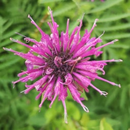 Monarda didyma - 26 Giugno 2020