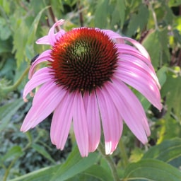 Echinacea purpurea - 3 Giugno 2015