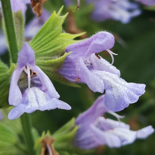 Salvia officinalis