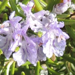 Salvia rosmarinus