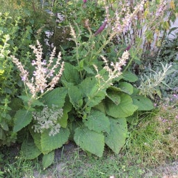 Salvia sclarea