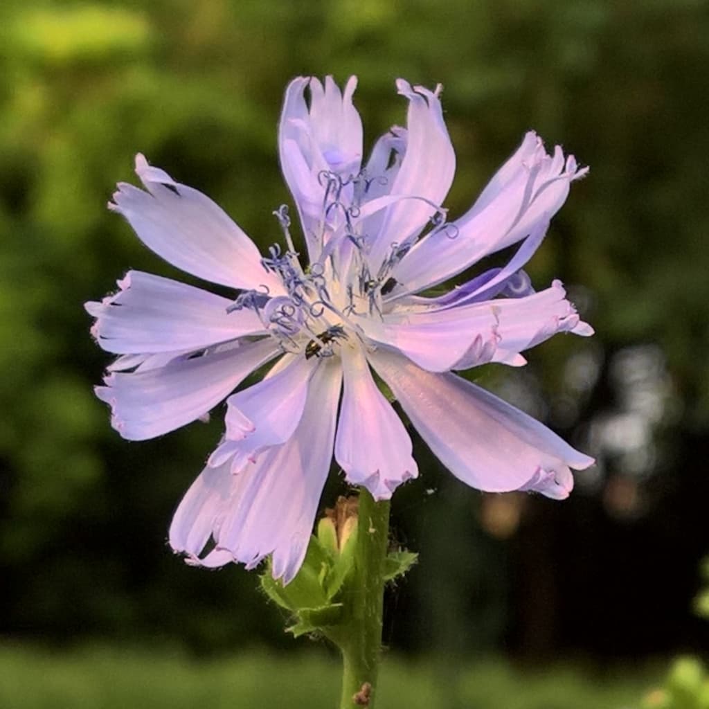 Cichorium intybus - 31 Maggio 2017