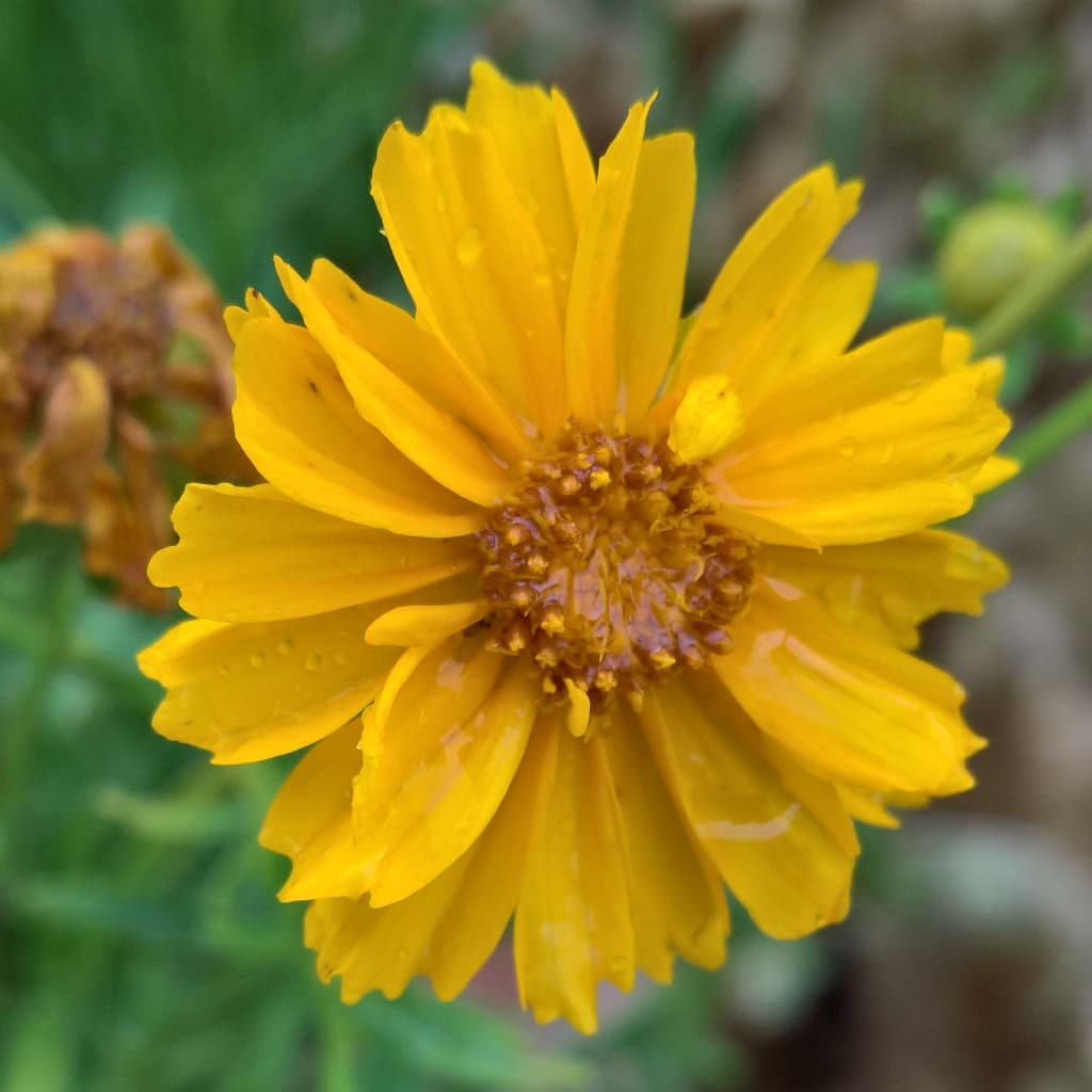 Coreopsis lanceolata