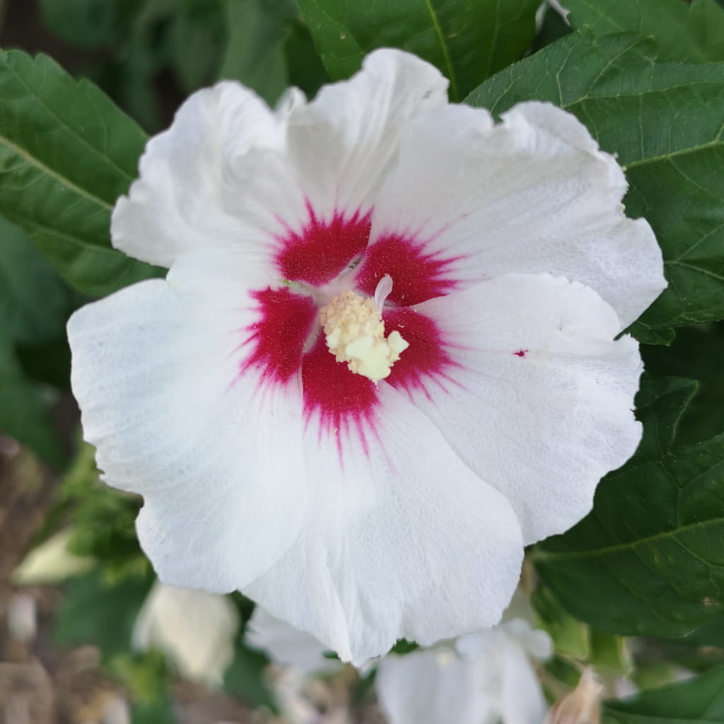 Hibiscus syriacus - 13 Luglio 2020