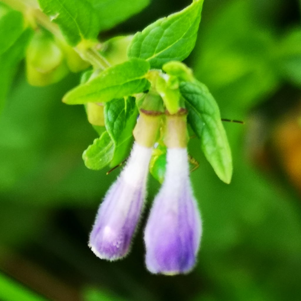 Scutellaria galericulata - 13 Luglio 2020